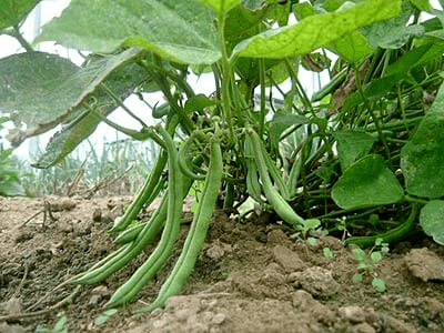 ARBUSTOS DE FRIJOLES