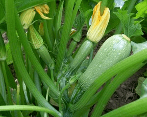 ZUCCHINI