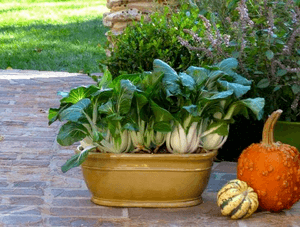 ASIAN CABBAGE in pots