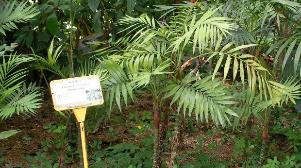 PALMERA DE SALÓN