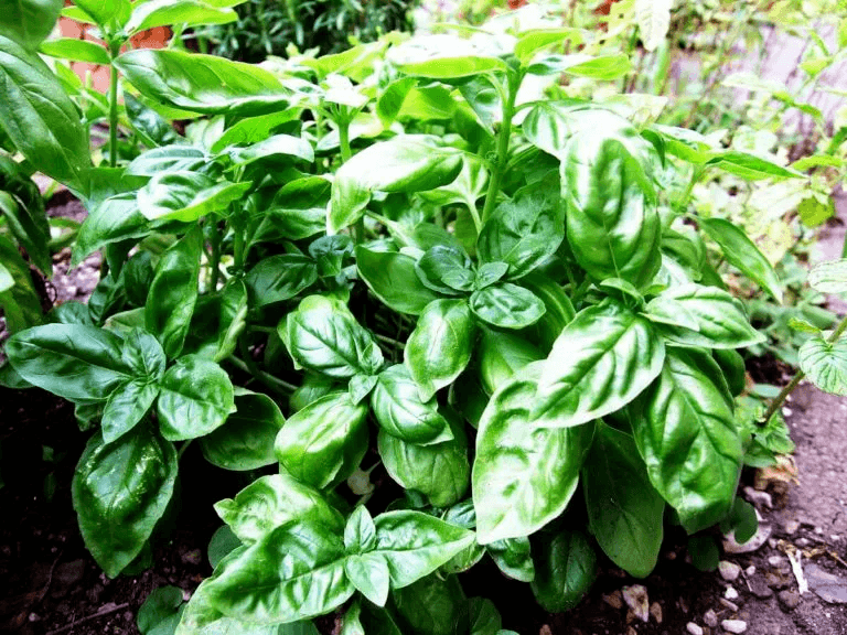 albahaca