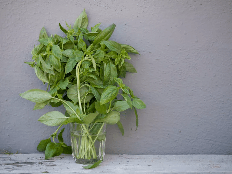 albahaca