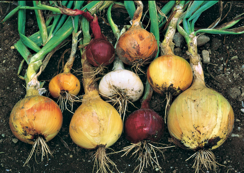 cebollas