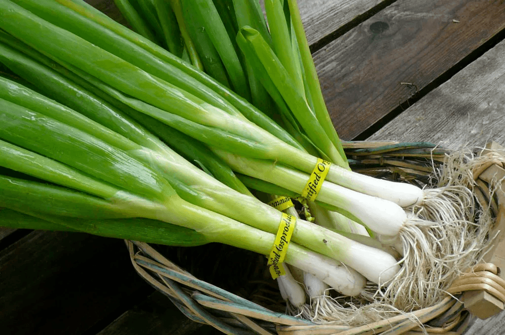 cebolletas