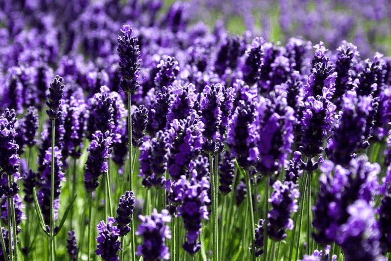 lavanda