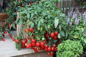 potted tomatoes