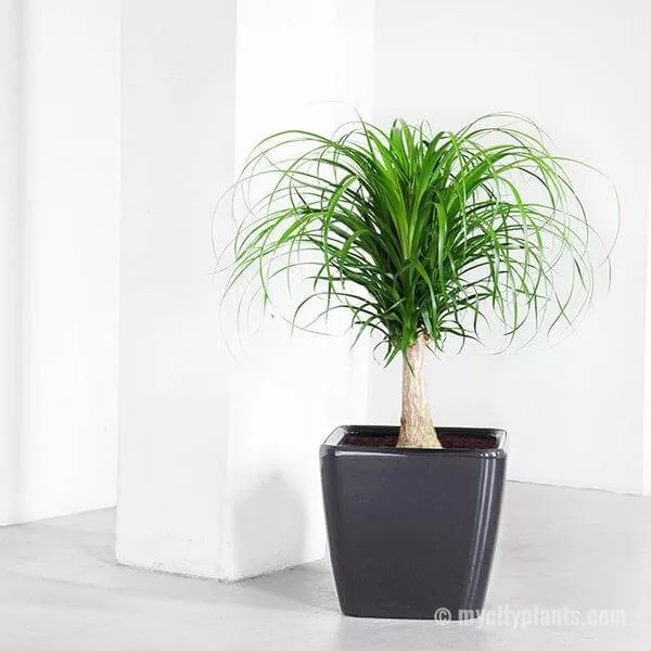 PALMERA COLA DE CABALLO