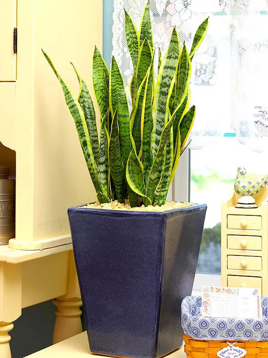 PLANTA DE SERPIENTE