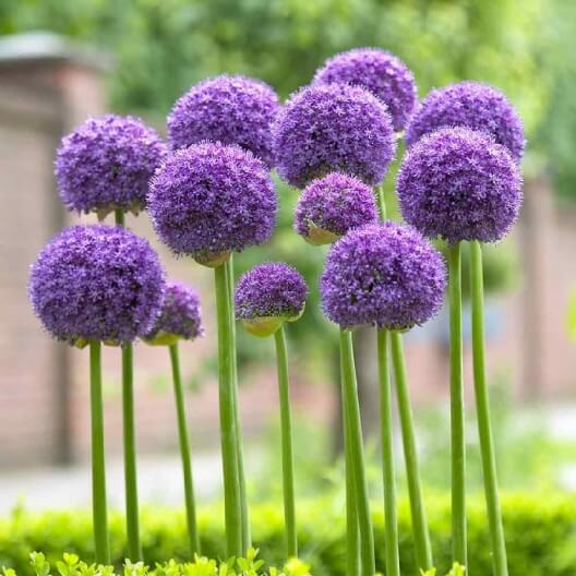 cebolla ornamental