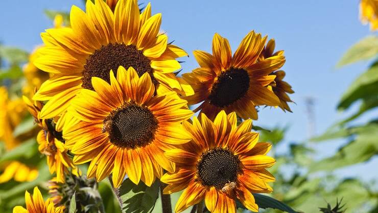 girasoles