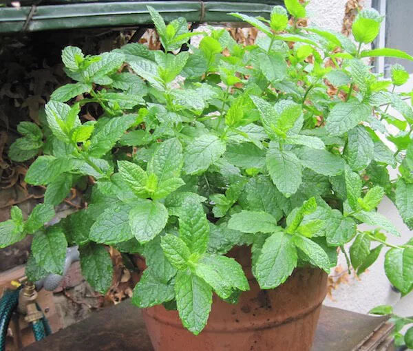 menta