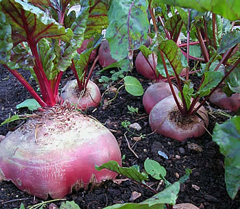 remolachas en el jardin