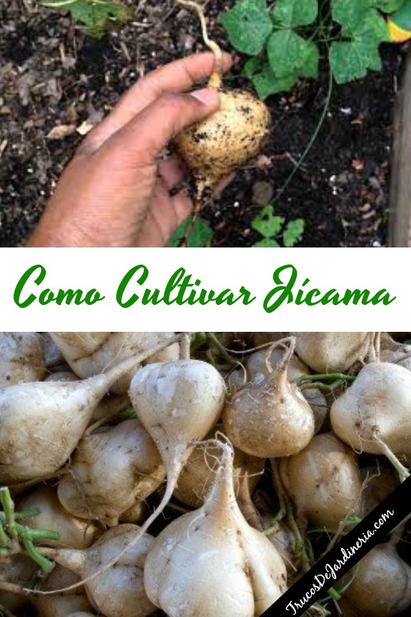 Como Cultivar Jícama Trucos De Jardineria