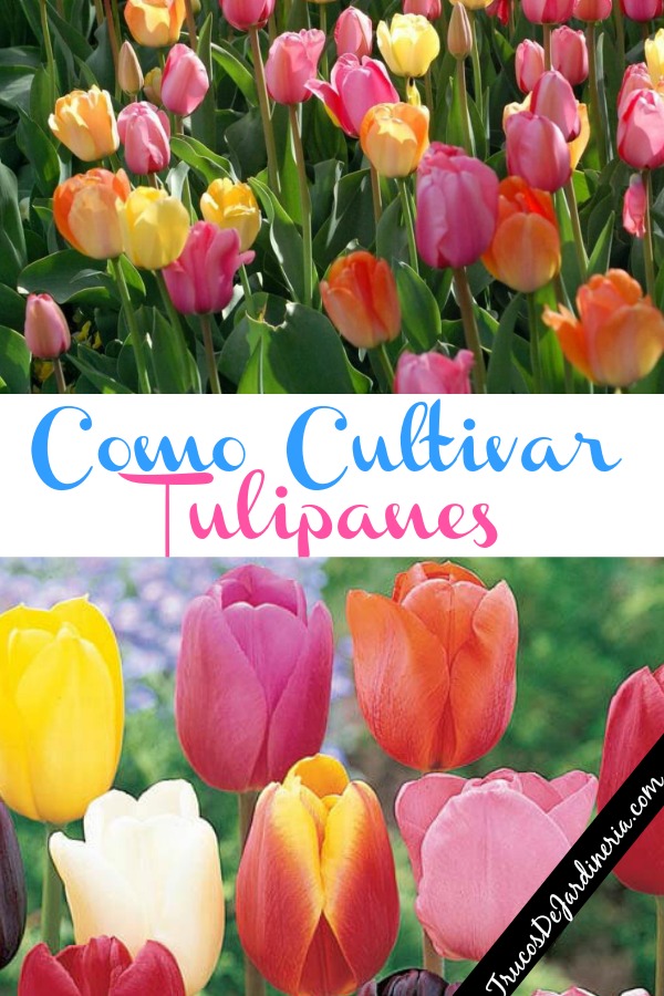 Plantar Bulbos de Tulipán
