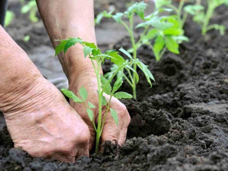 tierra para tomates