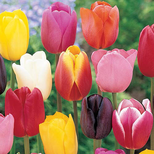 tulipane