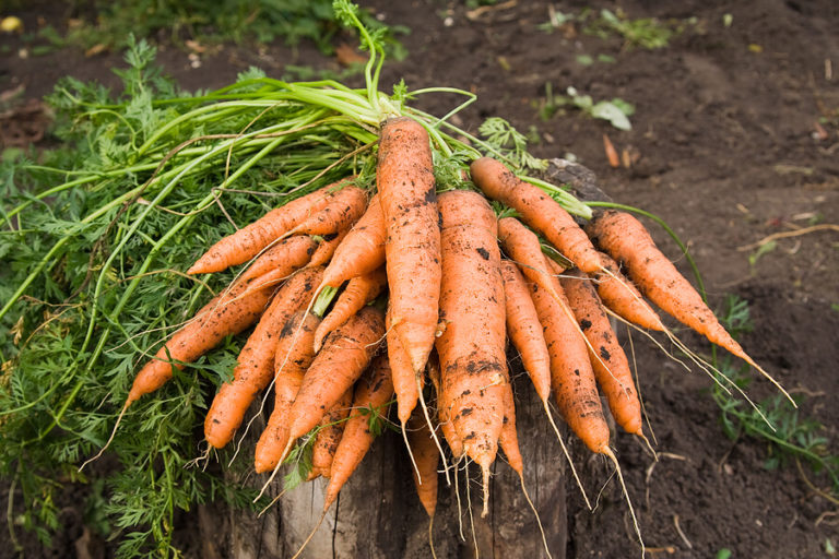 zanahorias