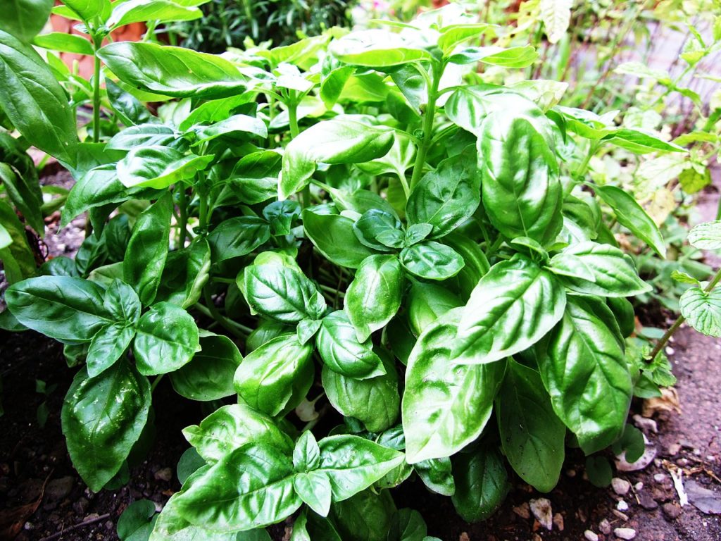 albahaca