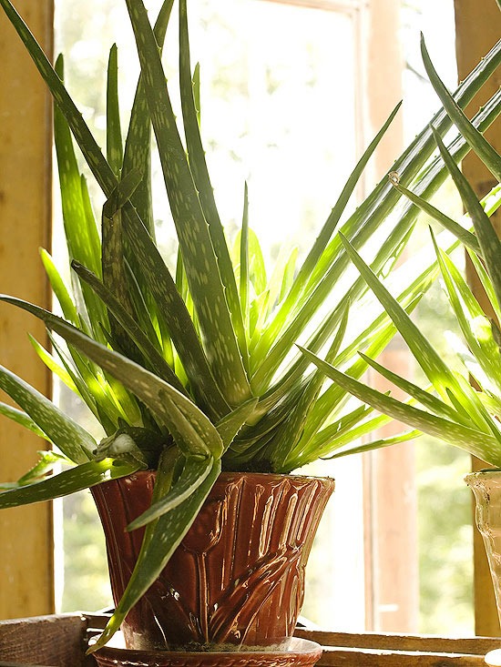 aloe-vera