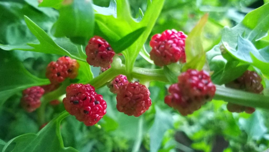 espinaca fresa