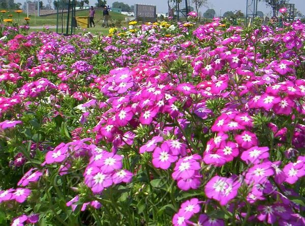 flores phlox