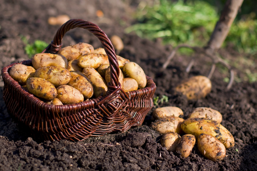 papas en el jardin
