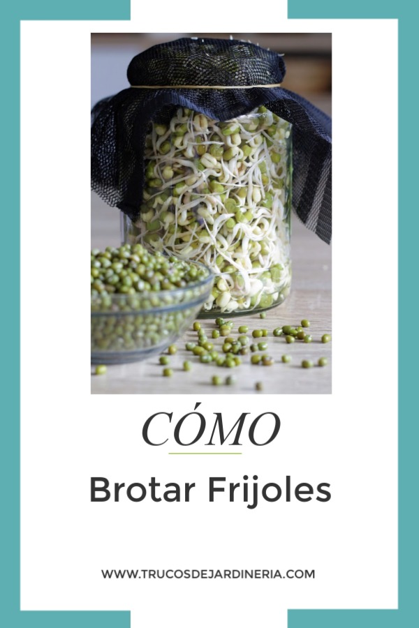 germinar frijoles mungo