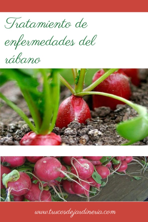 Problemas al Cultivar Rábanos