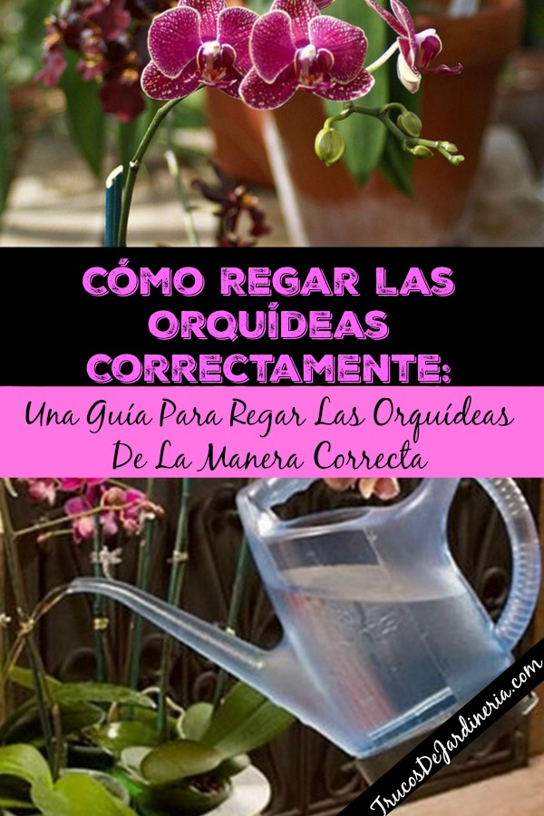 Regar Las Orquídeas