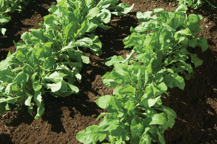 arugula