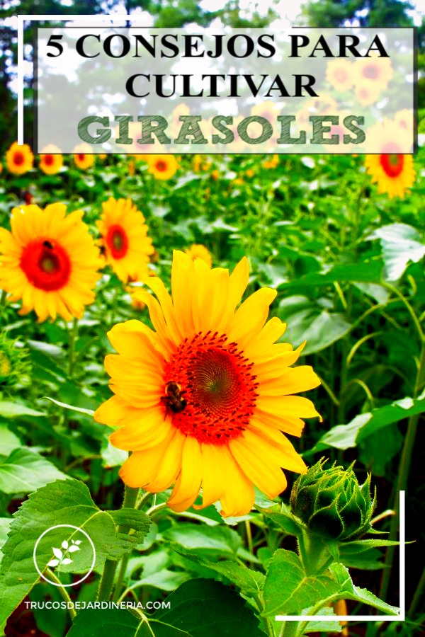 CULTIVAR GIRASOLES