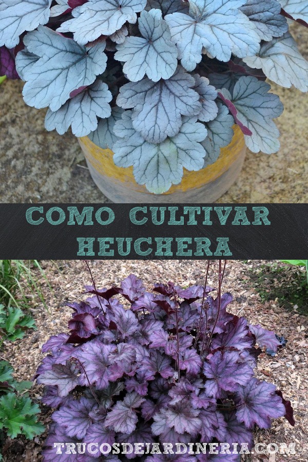 Cultivar Campanillas De Coral