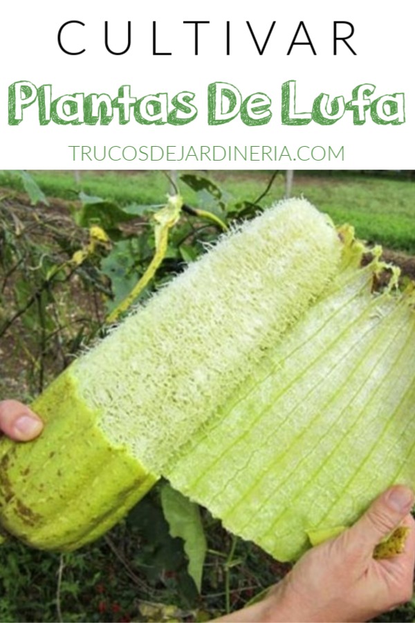 Cultivar Plantas de Luffa