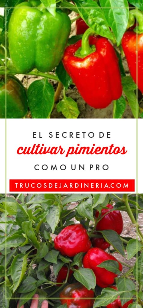 cultivar pimientos