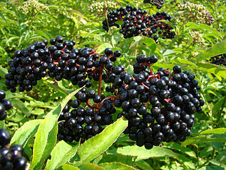 bayas elderberry