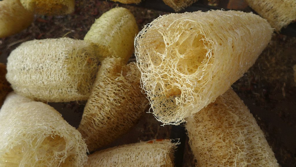 planta de luffa