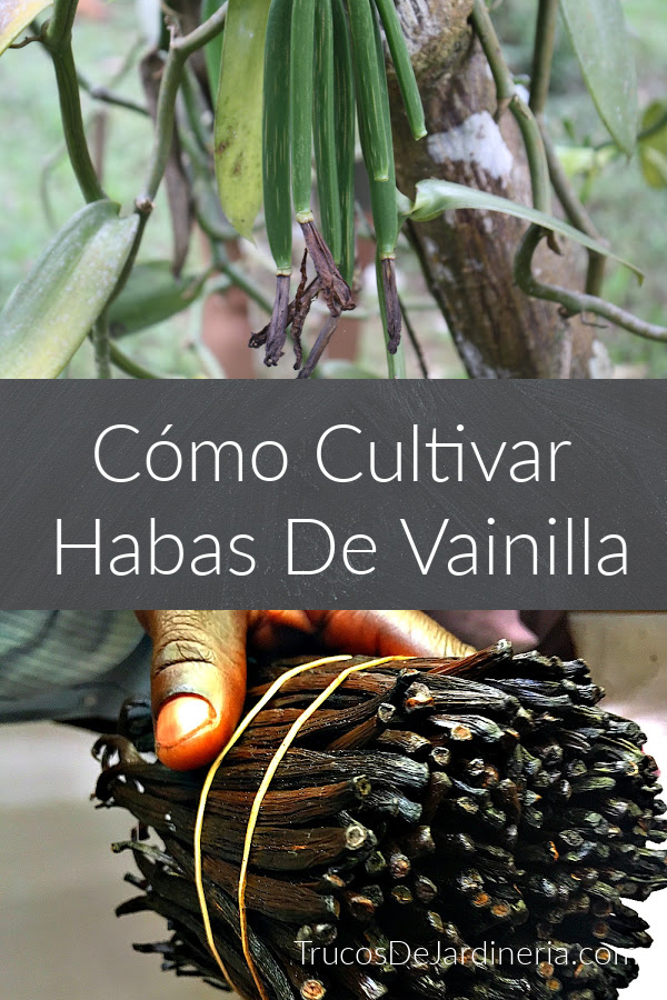 Cultivar Vaina de Vainillas