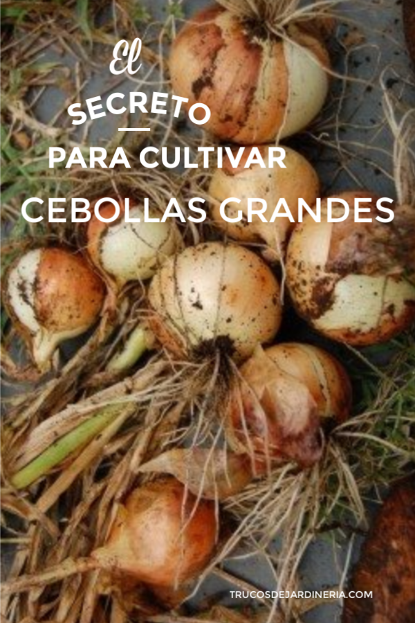 cultivar cebollas grandes