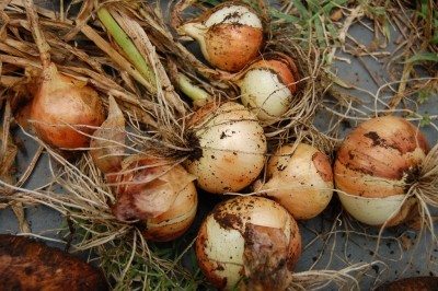 cosecha de cebollas