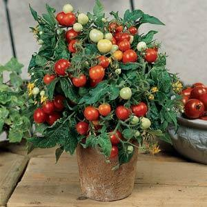tomates mini