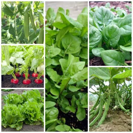 vegetales
