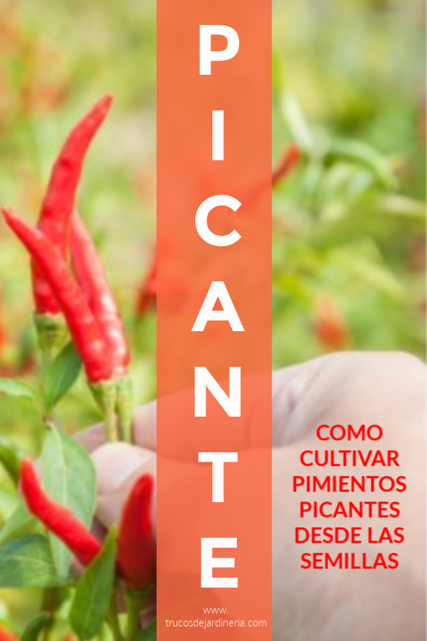 CULTIVAR PIMIENTOS PICANTES