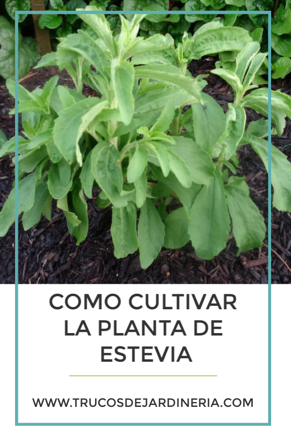 CULTIVAR PLANTAS DE ESTEVIA