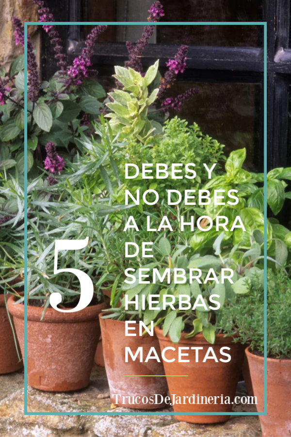 SEMBRAR HIERBAS