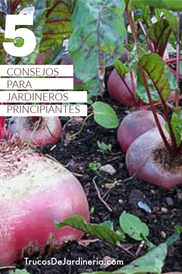 consejos para jardineros principiantes