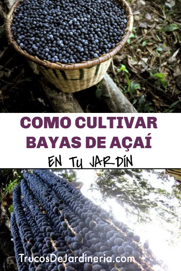 cultivar bayas de açaí