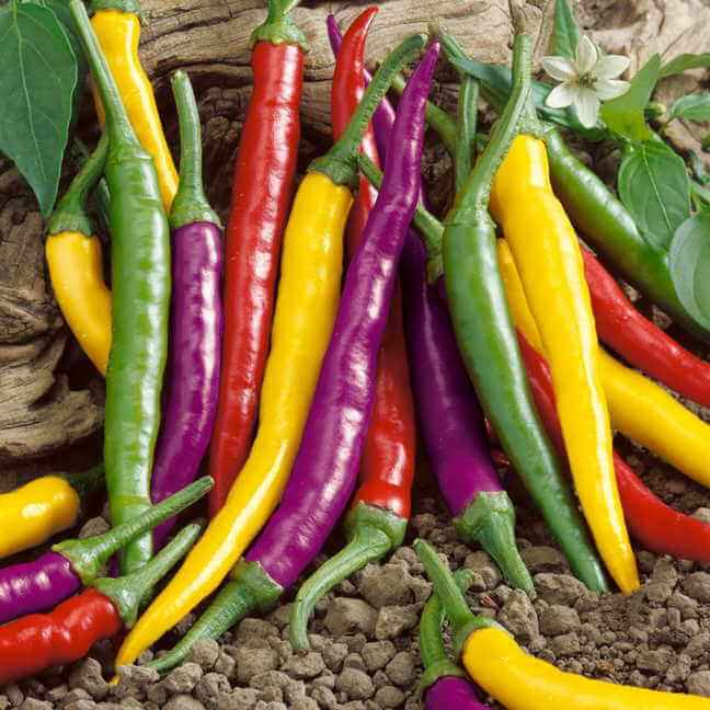 pimientos picantes