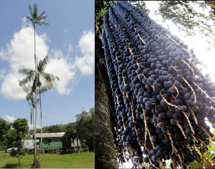 planta de baya de acai