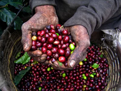 planta de cafe