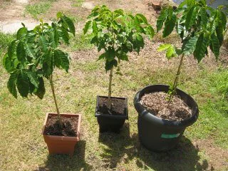 plantas de cafe